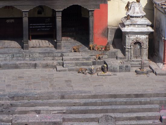 Viele Affen toben durch die Tempelanlage