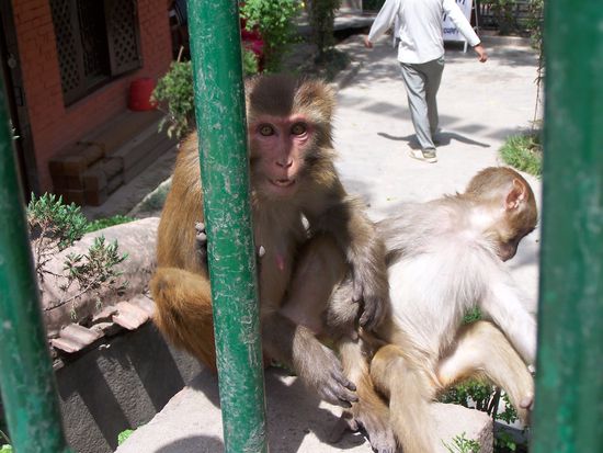 Freche Affen überall