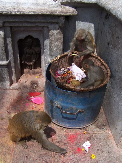 Affen im Müll