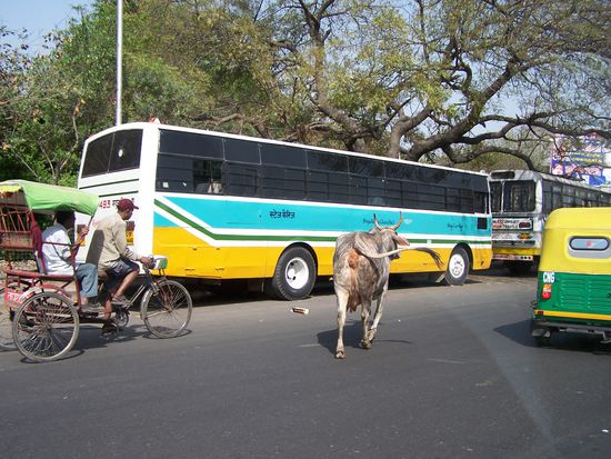 Die erste von vielen Kühen