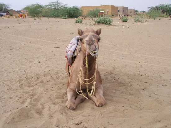 Ich weiss, es passt Dir nicht, aber Du musst mich trotzdem herumtragen !