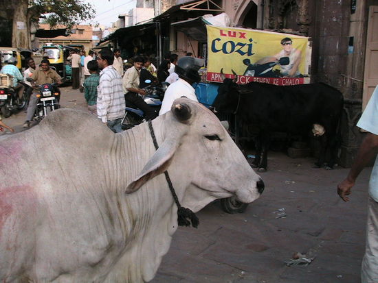 Kühe gehören immer und überall dazu
