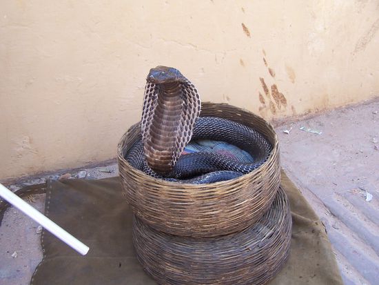 Die Giftzähne hat man ihr bestimmt gezogen ! Armes Vieh...