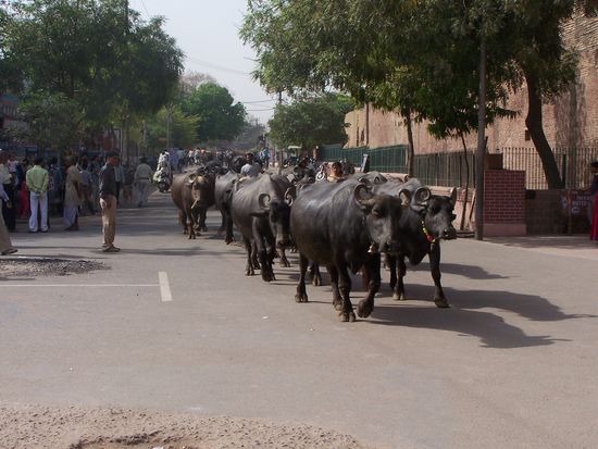 Wasserbüffel-Parade dirket vorm Eingang des Taj