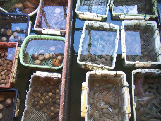 Seafood, gefällig ? Frischer geht´s nicht !