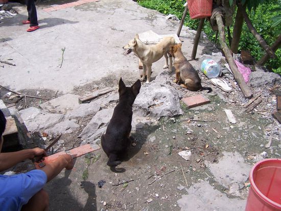 Die jungen Hunde sind trotzdem süß...