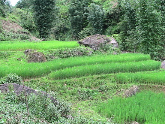 Und immer wieder Reisfelder in quietschgrün