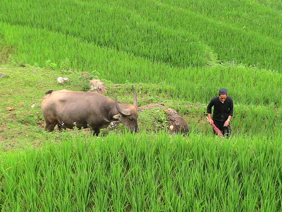 Aber in der Schweiz, da gibt´s kein´Reis !