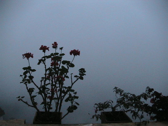 the fog: weiße Wand, geisterhaft, gespenstisch, watteweich, thriller !