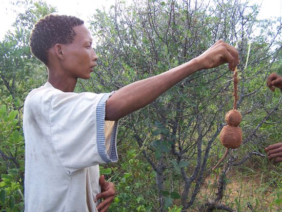 Diese Knollen sind essbar