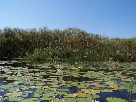 Papyrus, Seerosen, Wasserhyazinthen - aber überall konnten auch Hippos und Krokodile sein