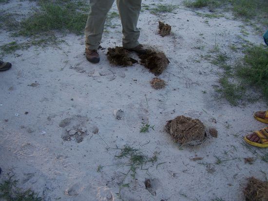 Lieber mal checken, was letzte Nacht so around war...yep, meine Befürchtung war richtig: Hippos ! Und einiges mehr, wir fanden auch die Spuren eines Leoparden.