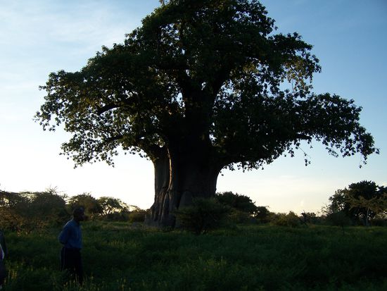 Ein riesiger Baobab