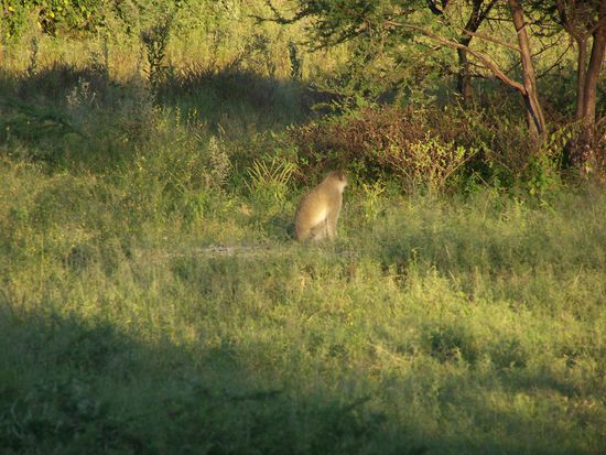 Na, wenigstens ein Affe, ansonsten pirschten wir stundenlang, fanden haufenweise frische und alte Spuren, aber nicht die dazugehörigen Tiere