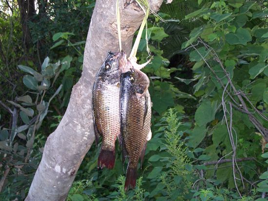 Aber der Fang war nicht für uns...