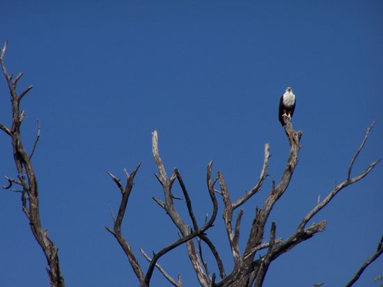 African fish eagle