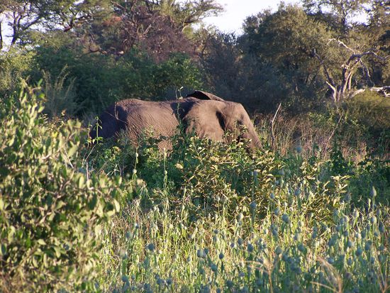 Die ersten Elefanten der Reise !
