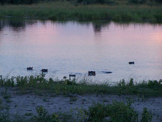 Und die ersten Hippos, derer wir ansichtig wurden !