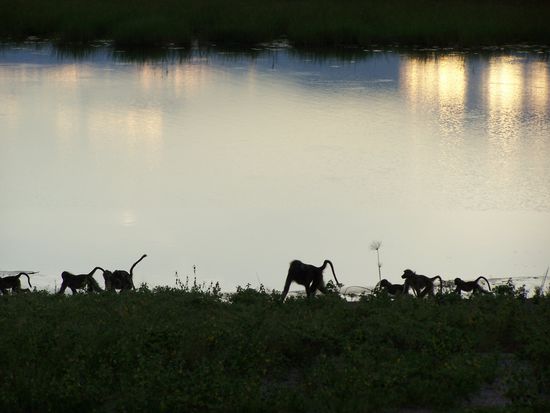 Tagesordnung Punkt 3: Game drive - Affen in der Morgendämmerung
