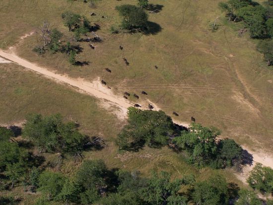 Zum Abschluss noch Elefanten von oben !