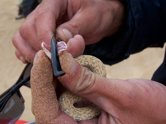 Eine kleine Schlange hatte unser Guide gefangen und zeigte sie uns. Mit dem Brillenbügel hielt er sie nur vom beissen ab...