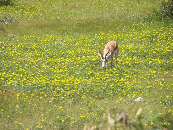 In diesem Jahr hatte es ungewöhnlich viel geregnet, Namibia war erstaunlich grün.