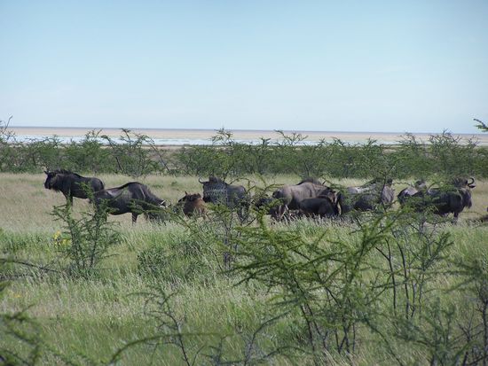 Für L. war es eine Herde "Steaks", wir hielten es eher für Gnus...