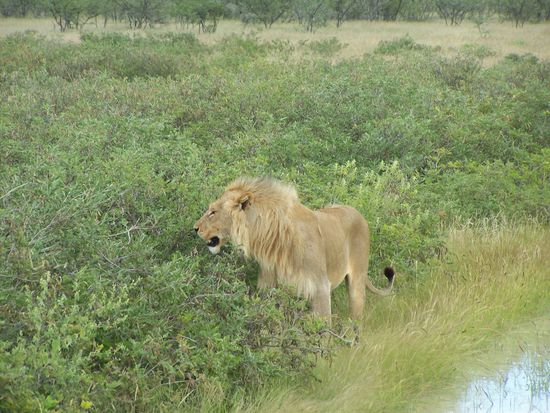 Auch ein Männchen war da !