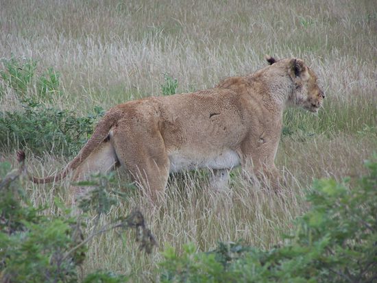 Das Weibchen machte sich in Richtung einer Gruppe Impalas auf und legte sich im hohen Gras nieder, sie war perfekt getarnt, aber die Impalas rochen den Braten...