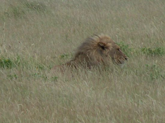 Auch er legte sich nieder, um zu beobachten, was das Weibchen vielleicht erbeuten könnte