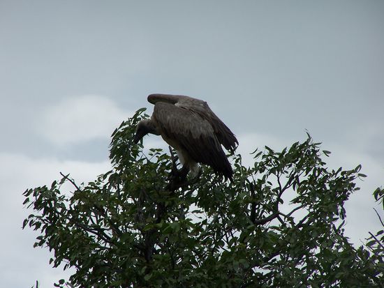 Auch die Vogelwelt war natürlich beeindruckend !