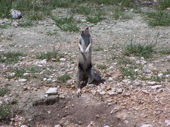 Ein Erdmännchen - wie putzig !