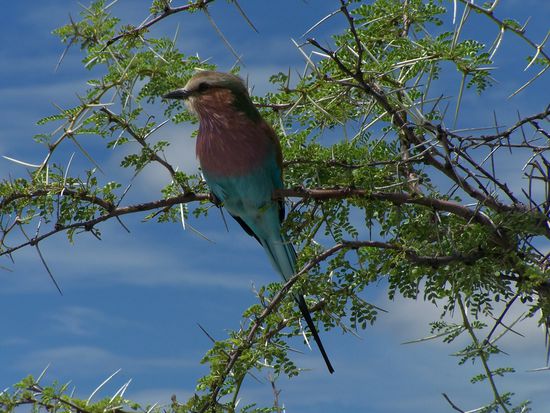 Lilac breasted roller - der schönste Vogel, den ich kenne !
