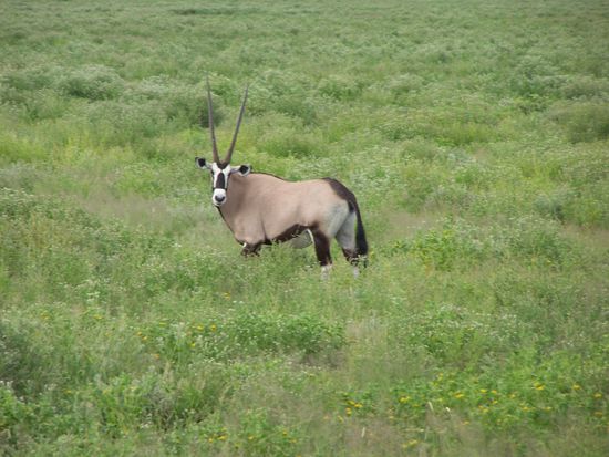 Oryx-Antilope