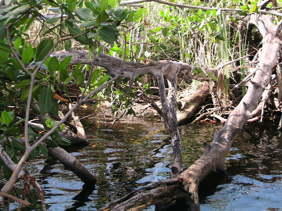 Suchbild: wo ist das Krokodil ?