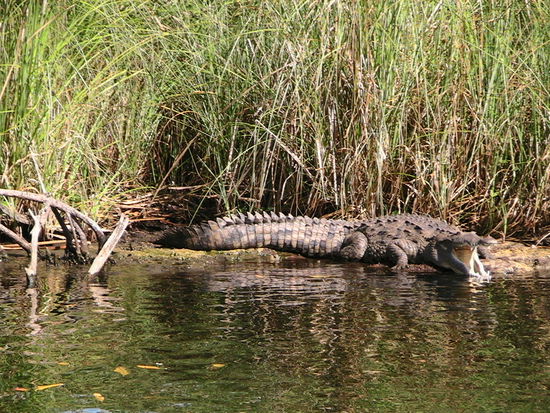Noch ein schönes Exemplar. Mal wieder frage ich mich, wie man nur auf die Idee kommen kann, diese imposanten Tiere zu Handtaschen zu verarbeiten...