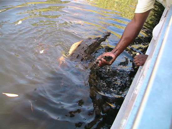 Mit Hühnchenfleisch lockt unser guide das Krokodil an und packt dann ein Bein. Jeder Tourist darf das Tier dann einmal anfassen.