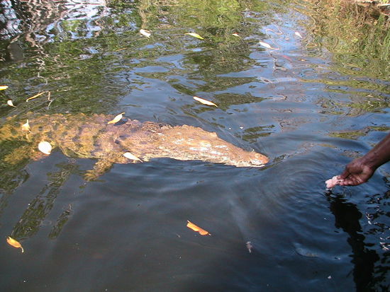 Ich hätte ja Angst um meine Finger gehabt...