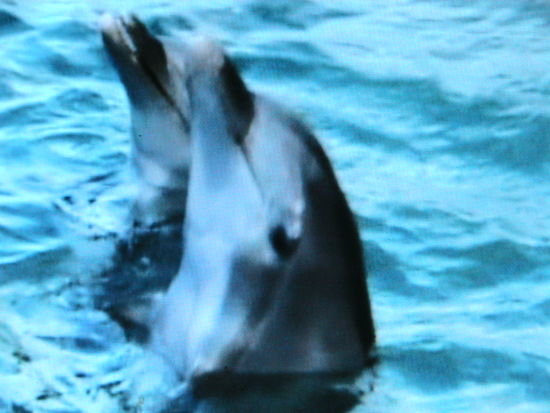 Sie heißen Lucy und Nemo