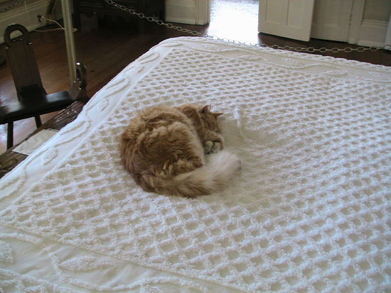 Dies ist Archibald McLeash, alle Katzen sind nach Freunden und Bekannten E.H.`s benannt. Archibald war ein guter Freund und die Katze Archibald darf selbstverständlich auf seinem Bett schlafen.