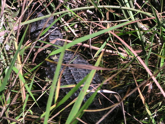 Ein ziemlich großes Exemplar