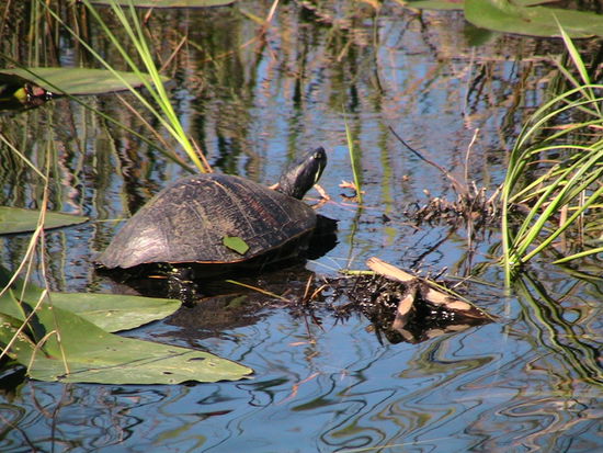 Schildkröten gibt´s auch