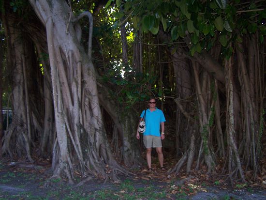 Solche riesigen Banyan Bäume kannte ich bisher nur aus Asien, aber sie sind auch hier heimisch