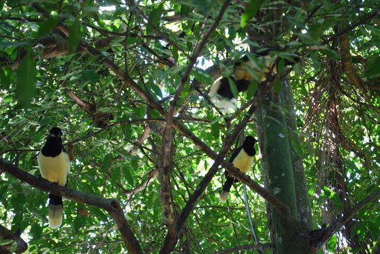 Auch in den Bäumen gibt es etwas zu sehen und man ist umflattert von Schmetterlingen