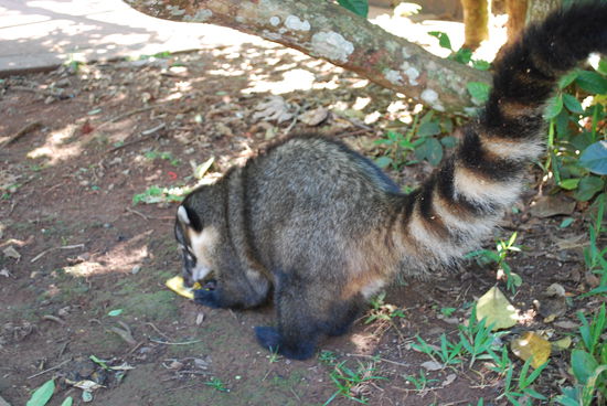 Coati