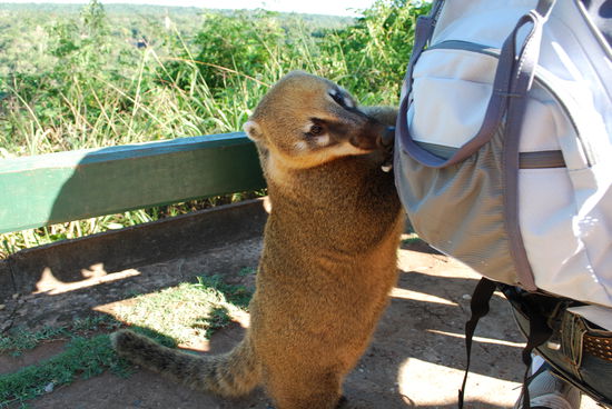Coati auf Nahrungssuche