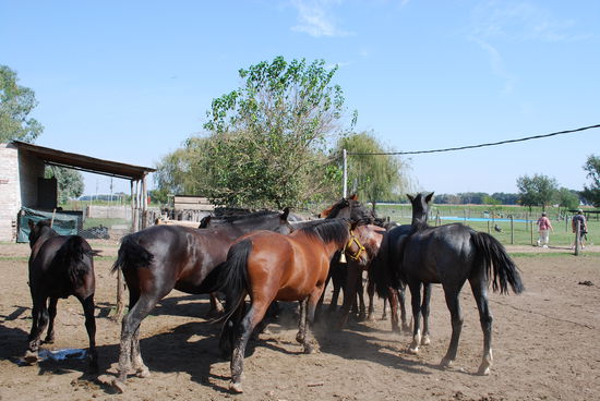 Der Anblick, auf den ich mich so gefreut hatte: Pferde !
