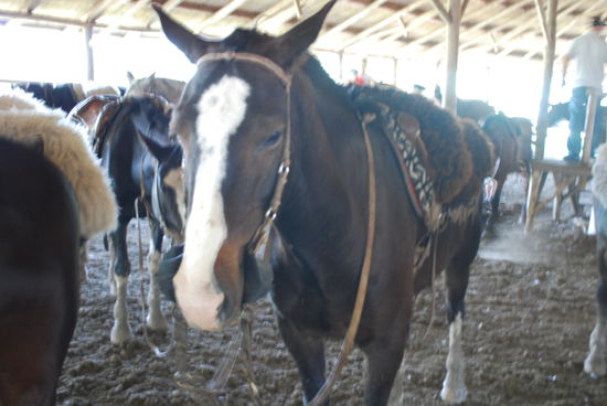 Die "Automatik-Pferde" sind fix und fertig gesattelt und getrenst und warten darauf, mit wild fotografierenden Touris eine kleine Runde im Schritt umherzutrotten. Auch Nalini und ich trotten mit...