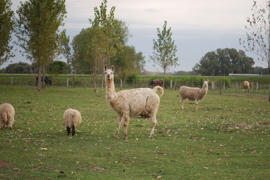 Meine einzigen Zuschauer...