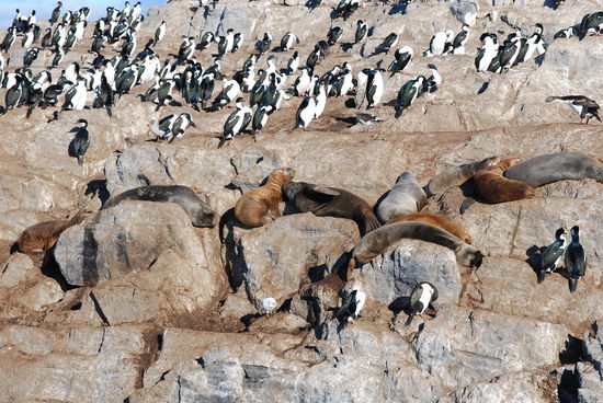 Kormorane und Seelöwen